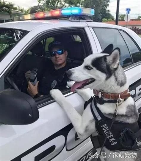 二哈都能當警犬，這個世界還有什麼不可能 每日頭條