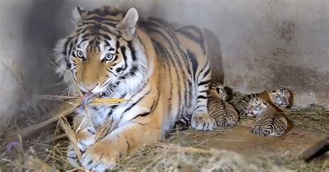 Pet Insurance First Time Mom Gave Birth To Cubs Tiger Mom Try To