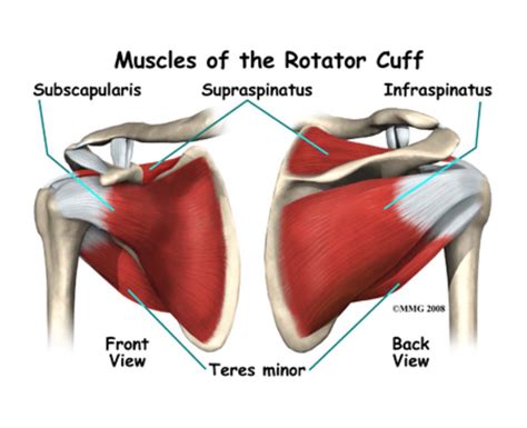 Rotator Cuff Muscles Of The Left Shoulder Rotator Cuff Shoulder Hot Sex Picture