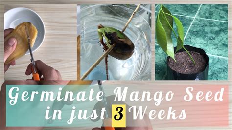 Mango Seed Germination — Grow Mango Seeds In Just Three Weeks Youtube