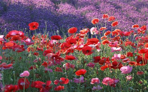 Gorgeous Poppy Field Wallpaper Nature And Landscape Wallpaper Better