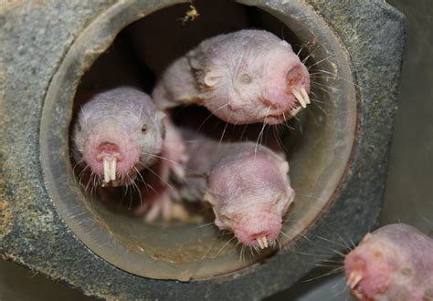Naked Mole Rats Seem More Alien Than Mammal What Explains Their