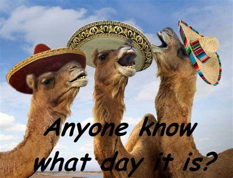 Hump Day Funny Animals With Captions Camels Funny Funny Animals