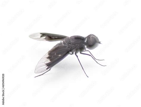 Black Bee Fly Anthrax Georgicus Bee Mimic Of The Genus Bombylius