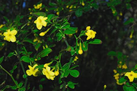 10 Great Jasmine Shrubs And Vines For Your Landscape Climbing Vines