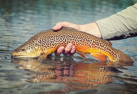 Tiger Trout Toned Trout Fish Trout Fishing