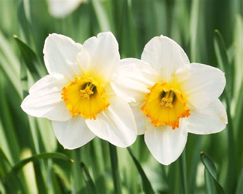 Mengenal Bunga Daffodil Ciri Arti Filosofi Dan Jenisnya Three