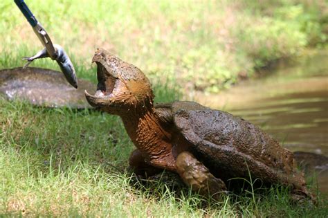 Alligator Snapping Turtle Facts And Pictures Reptile Fact
