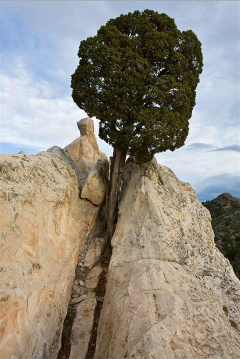 42 Best Images About Trees Growing Out Of Rocks On