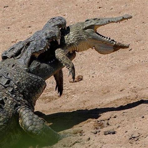 Nile Crocodile Eats Hyenas