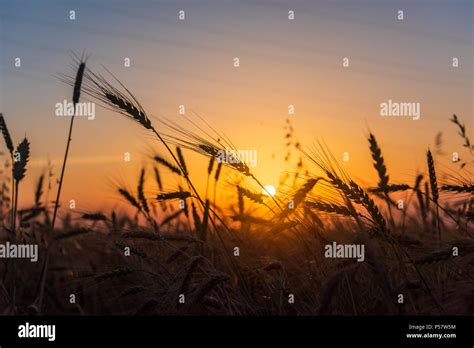Cereal Wheat Fields At Sunrise Stock Photo Alamy