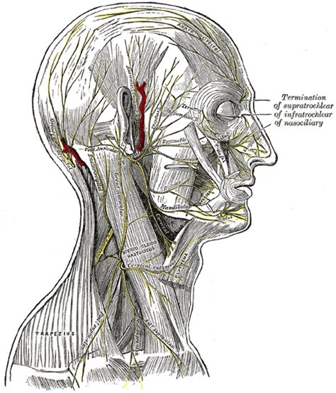 The Facial Nerve Human Anatomy