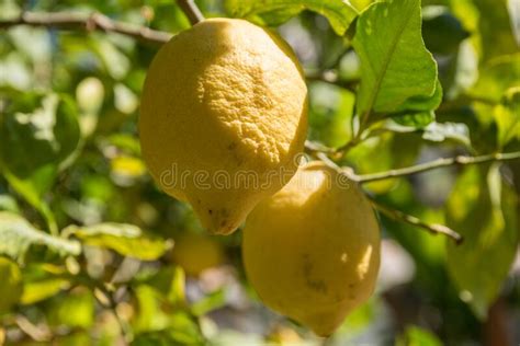 Lemon On The Tree Close Up Stock Photo Image Of Hesperidium Tree