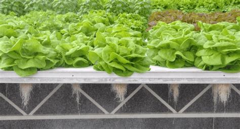 Vertical Farming At Home Benefits Equipment And Costs Civilstring