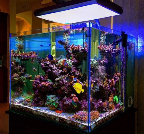 Saltwater Aquarium Setup Coral Reef Aquarium Saltwater Fish Tanks