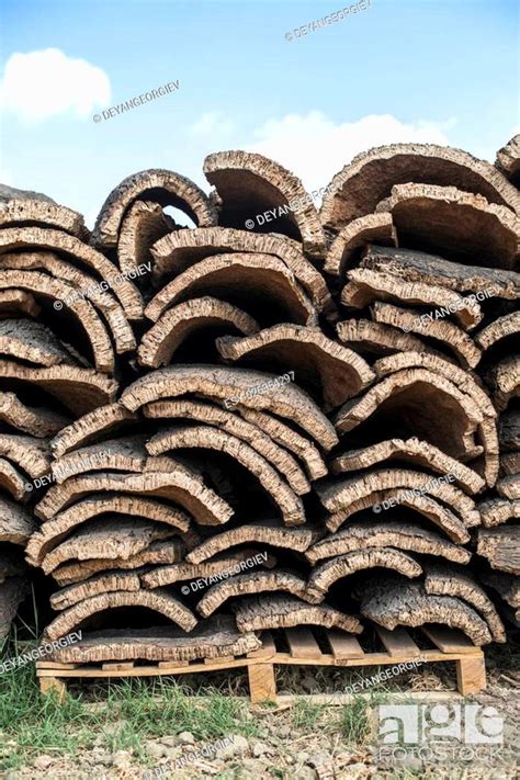 Pile Of Bark From Cork Tree Stock Photo Picture And Low Budget
