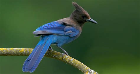 Stellers Jay Identification All About Birds Cornell Lab Of Ornithology