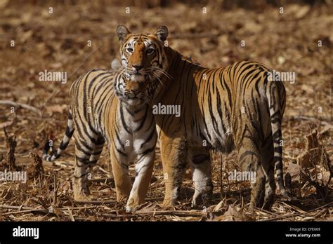 Tigress And Cub Hi Res Stock Photography And Images Alamy