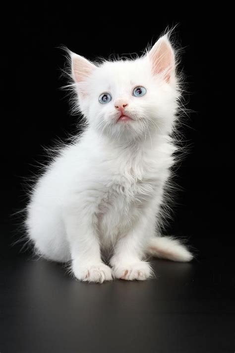 A Beautiful Little White Cat With Wonderful Blue Eyes By John Vito