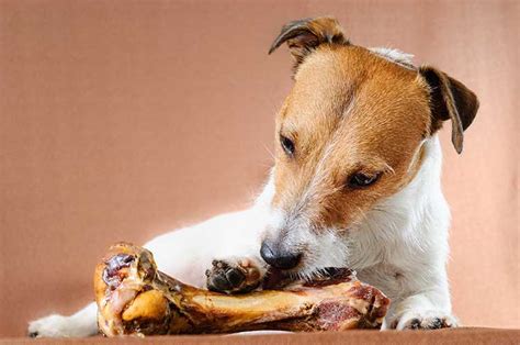 Are Dog Chew Bones Safe
