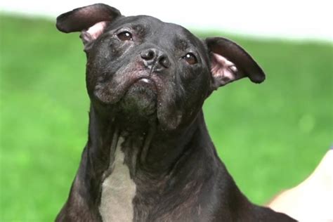 Pit Bull Rescued From Michael Vicks Dog Fighting Ring