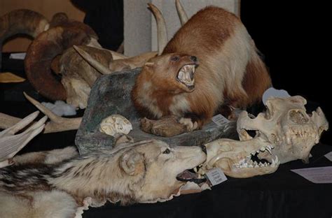 Burke Blog Science Behind The Scenes Mammalogy Edition
