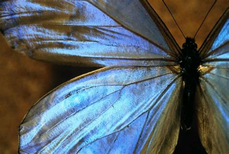 Blue Iridescent Butterfly Morpho Butterfly Blue Morpho Blue Butterfly