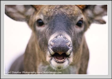 30 Best Images About Open Mouth Whitetail Reference On Pinterest Deer