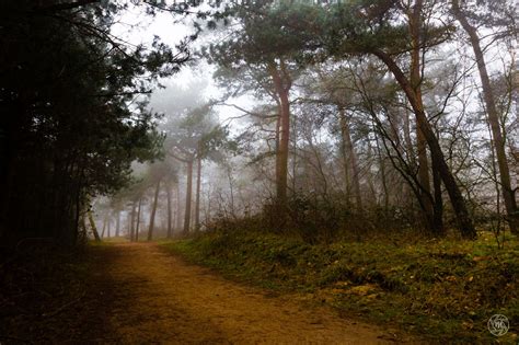 Foggy Forest Path Trees Foggy Forest Forest Path Landscape