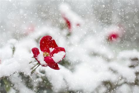 Snow Coated Red Flower Free Image Peakpx
