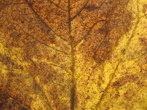Free Dead Leaf Texture Texture - L+T