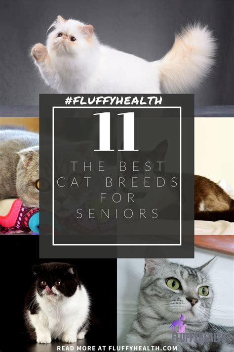 The 11 Best Cat Breeds For Seniors 4 Is Fluffyhealth