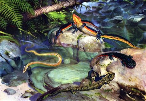 Prehistoric Reptiles And Amphibians 1280x890 Wallpaper