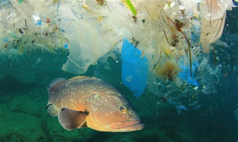 Oceans And Plastics Pollution Classroom Resource Wwf