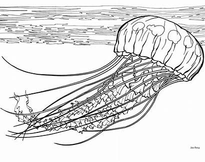 Jellyfish Coloring Pages Fish Jelly Printable Adult