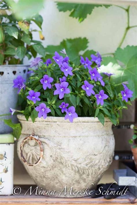 Sunpatiens purple impatien outdoor annual plant with purple flowers in 12 in. 115 best Summer Flowers in Pots.... images on Pinterest ...