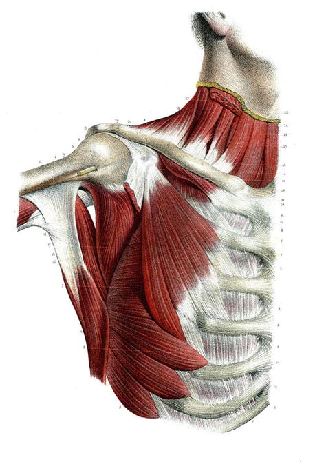 Anatomy Of Chest And Shoulder Muscles Of The Shoulder And Arm Dummies