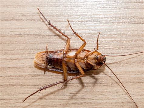 Cockroaches Carry Diseases That You Have To Eliminate Stock Image Image Of Close House 76684097