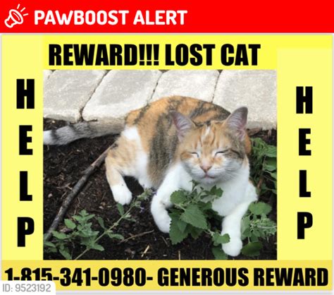Lost Female Cat In Cass Lake Mn 56633 Named Missy Id 9523192 Pawboost