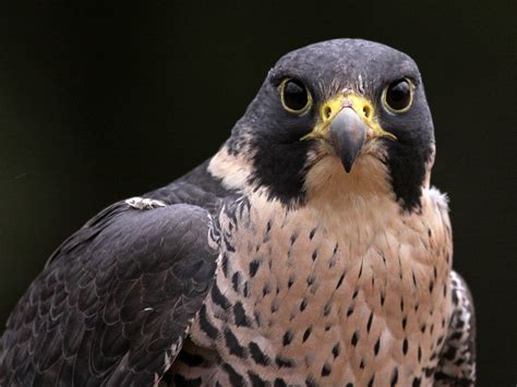Peregrine Falcon Photos