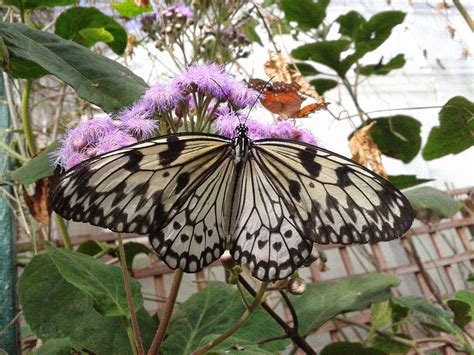 Calmly Creative Stratford Upon Avon Butterfly Farm