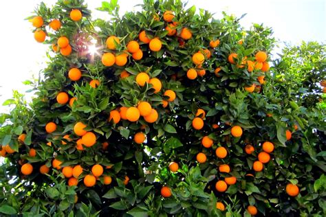 Orange Tree Wallpapers Top Free Orange Tree Backgrounds Wallpaperaccess