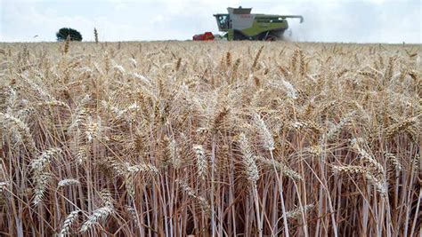 Early Wheat Yields Look Good As Quality Concerns Grow Farmers Weekly
