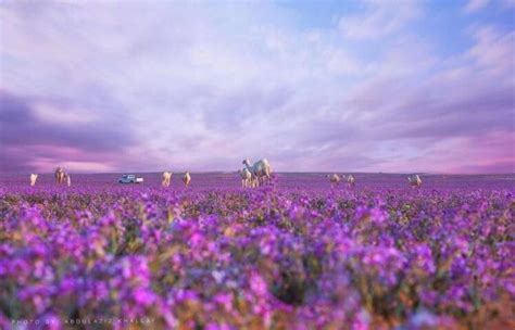 Meanwhile Purple Flowers And Green Grass Blanket Desert In Saudi Arabia