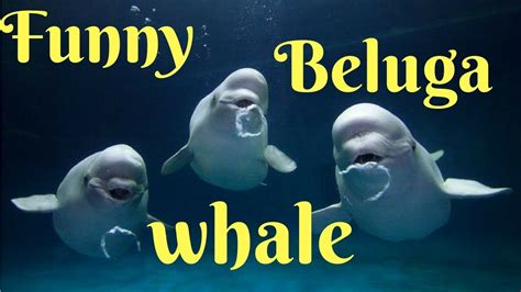Funny Beluga Whale Youtube