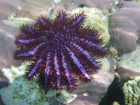 Purple Starfish Inside The Sea Mystarfish Pinterest