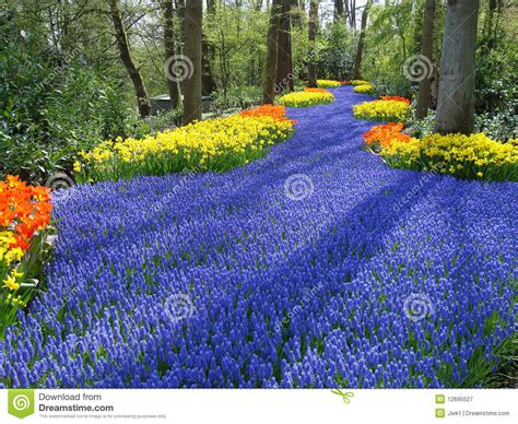 Lane Of Flowers In Dutch Spring Garden Royalty Free Stock