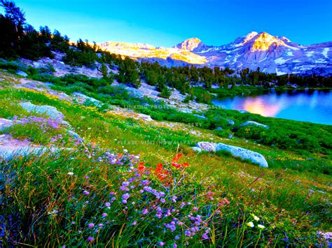 Spring Lake Flowers Field Hills Mountains R Ht