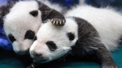 Giant Panda Is No Longer Endangered Experts Say Fox News