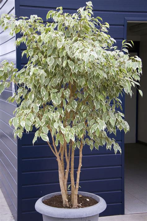 These Are The Best Indoor Trees For Every Room Of Your House Indoor